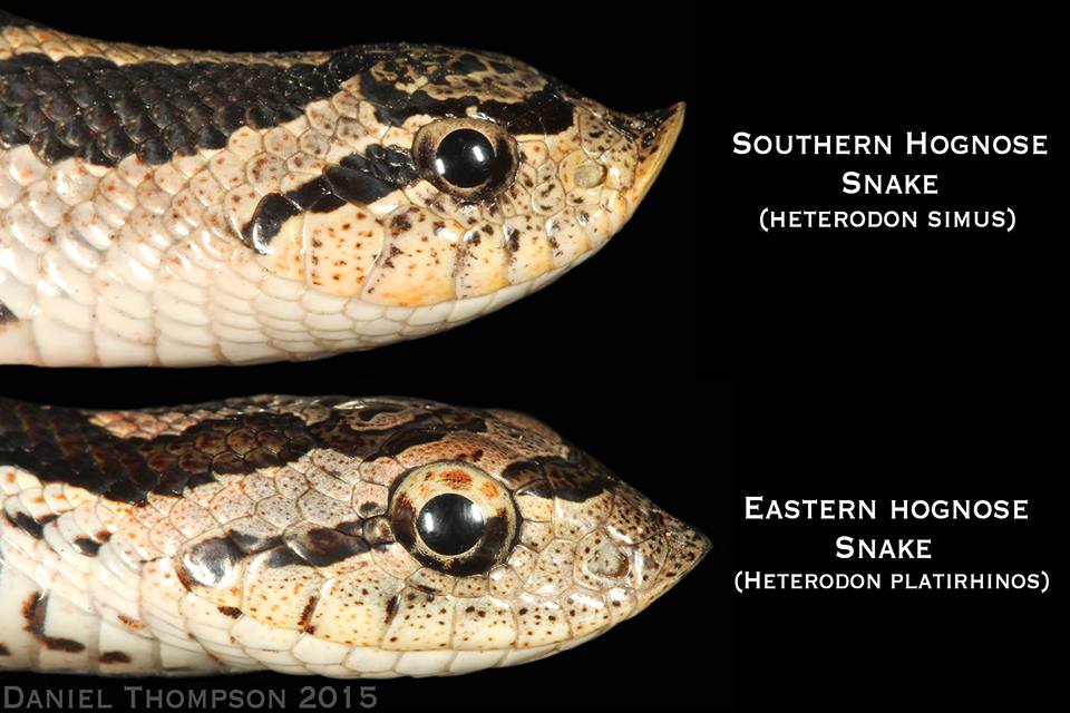 Eastern Hog-nosed Snake – Florida Snake ID Guide