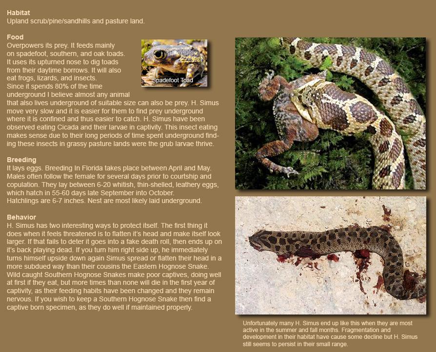 Lawsuit Aims to Protect Imperiled Southern Hognose Snakes - Center for  Biological Diversity