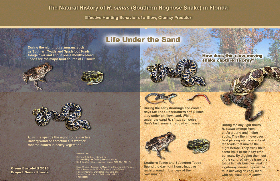Lawsuit Launched to Protect Imperiled Southern Hognose Snake - Center for  Biological Diversity